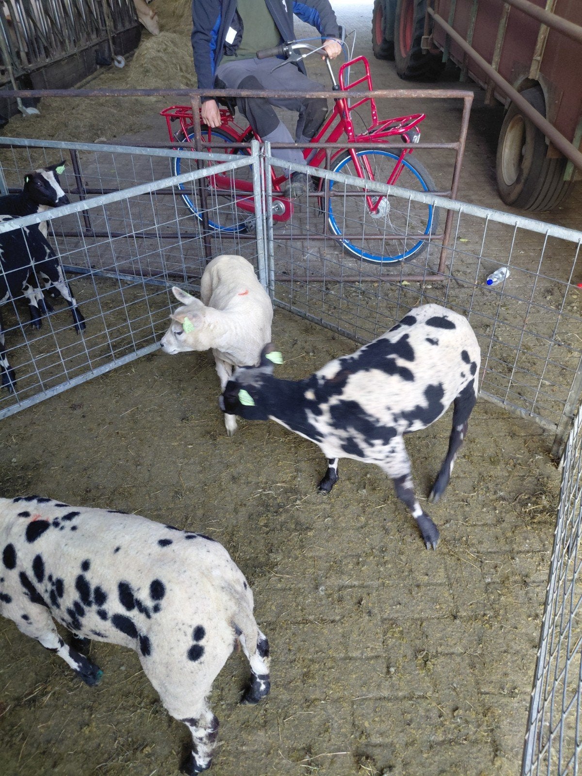 Bonte en witte zwoegervrij, Dieren en Toebehoren, Schapen, Geiten en Varkens, Vrouwelijk, Schaap