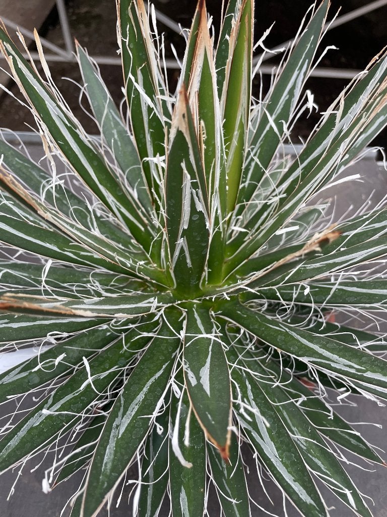 Agave Filifera in de van origem uit Mexico potmaat 23 cm., Huis en Inrichting, Ophalen of Verzenden, Minder dan 100 cm, Bloeiende kamerplant