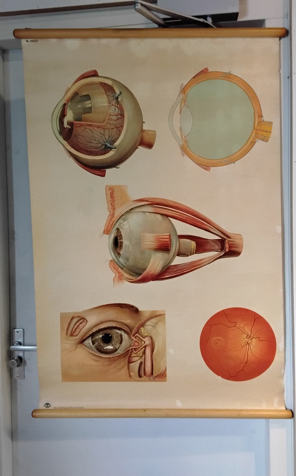 vintage anatomische schoolplaat, Antiek en Kunst, Antiek | Schoolplaten, Ophalen of Verzenden, Natuur en Biologie