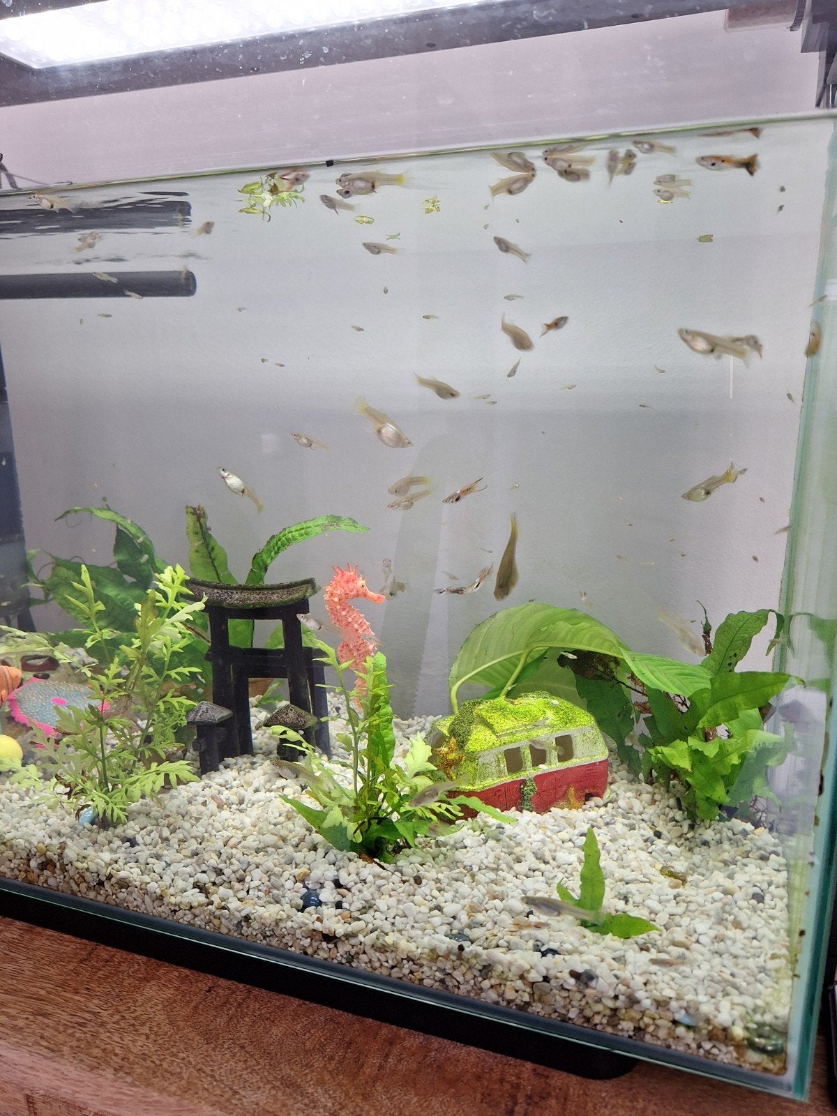 Endler gup guppy guppies, Vis
