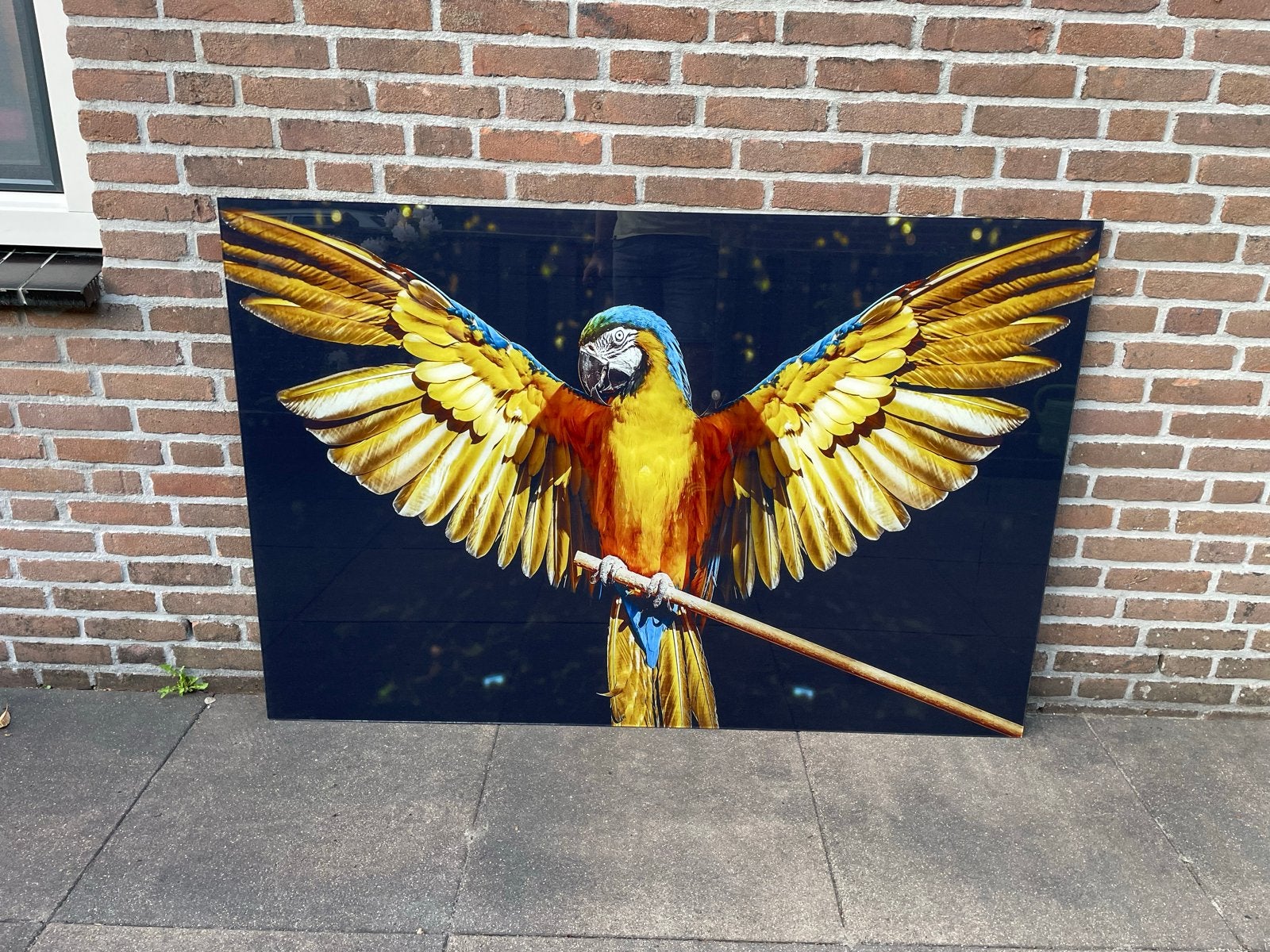 Wallfield Papegaai Schilderij op Gehard Glas 150x100 cm, Ophalen, Gebruikt, 125 cm of meer, Print