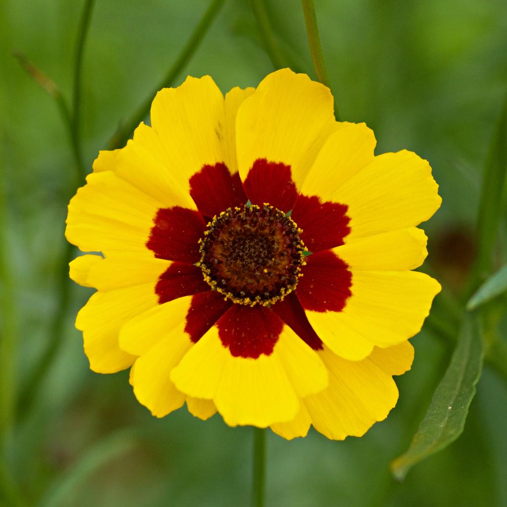Zaden meisjesogen (Coreopsis tinctoria bicolor), Tuin en Terras, Bloembollen en Zaden, Zaad, Voorjaar, Volle zon, Ophalen of Verzenden