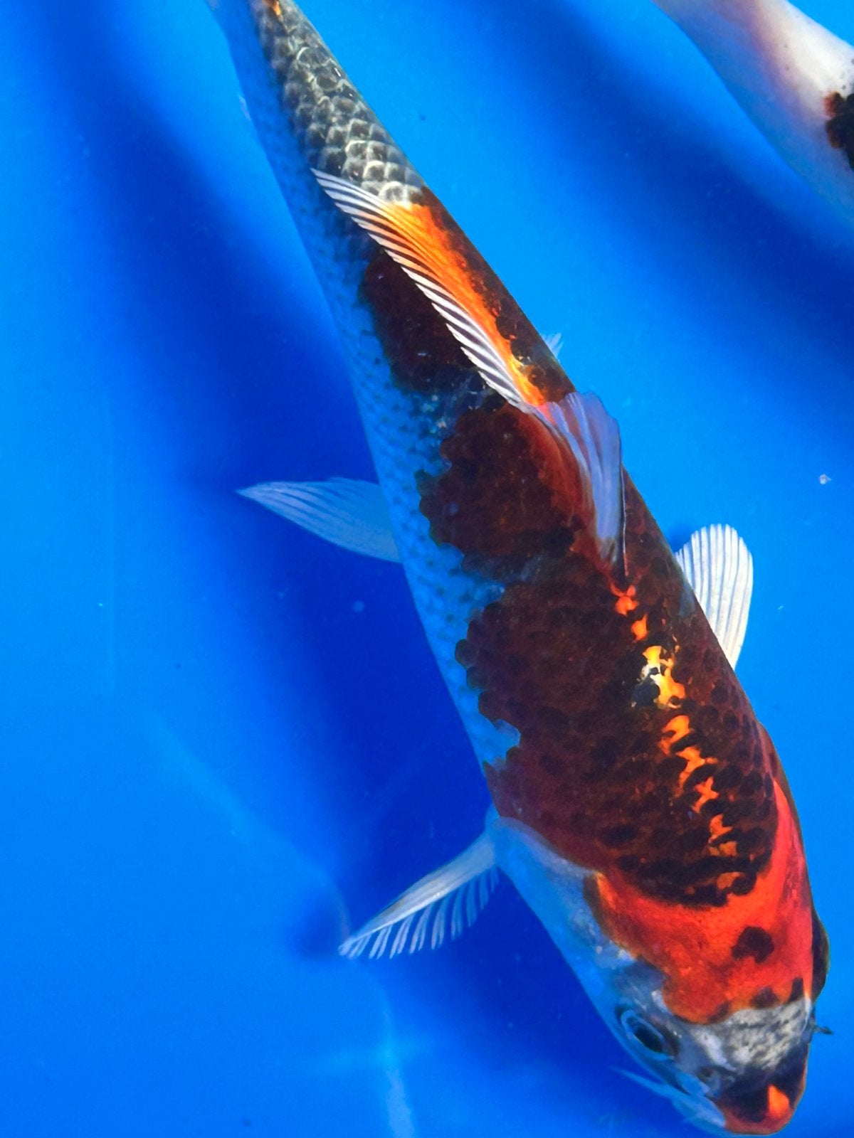 Diverse zeer mooie koi karpers, Karper of Koi