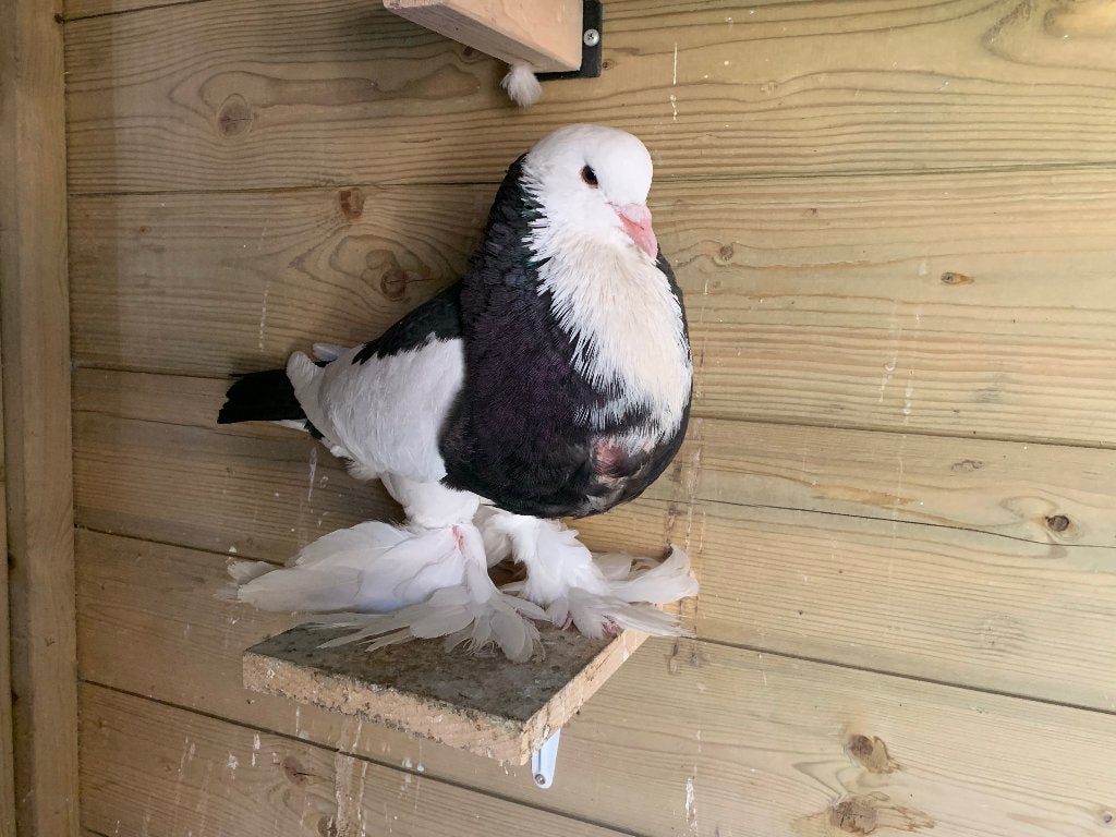 Zwart domenicaanse Gentse kropper doffer, Dieren en Toebehoren, Vogels | Duiven, Mannelijk, Kropper