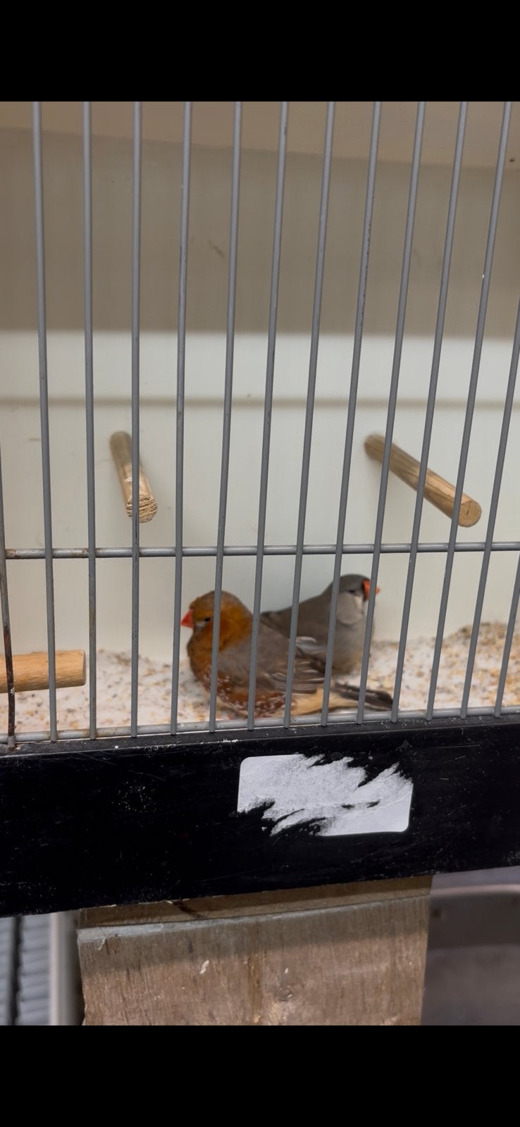 Koppel zebravinken zwartborst grijs, Meerdere dieren, Tropenvogel, Geringd