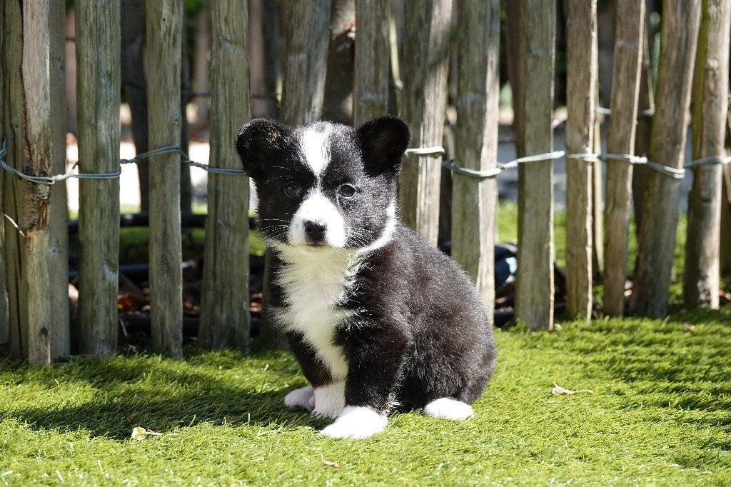 Prachtige Welsh Corgi Cardigan pup, met stamboom, Dieren en Toebehoren, Honden | Chihuahua's en Gezelschapshonden, Parvo, België