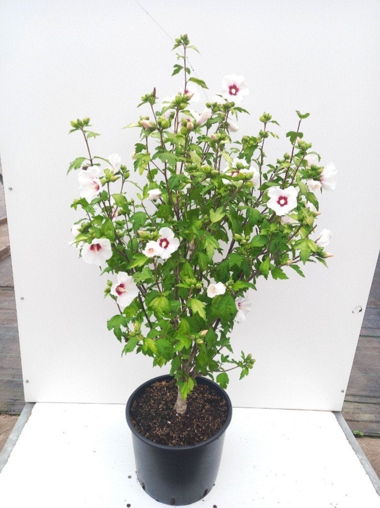 Hibiscus syriacus 'Red Heart'❣️🍀, Ophalen, Halfschaduw