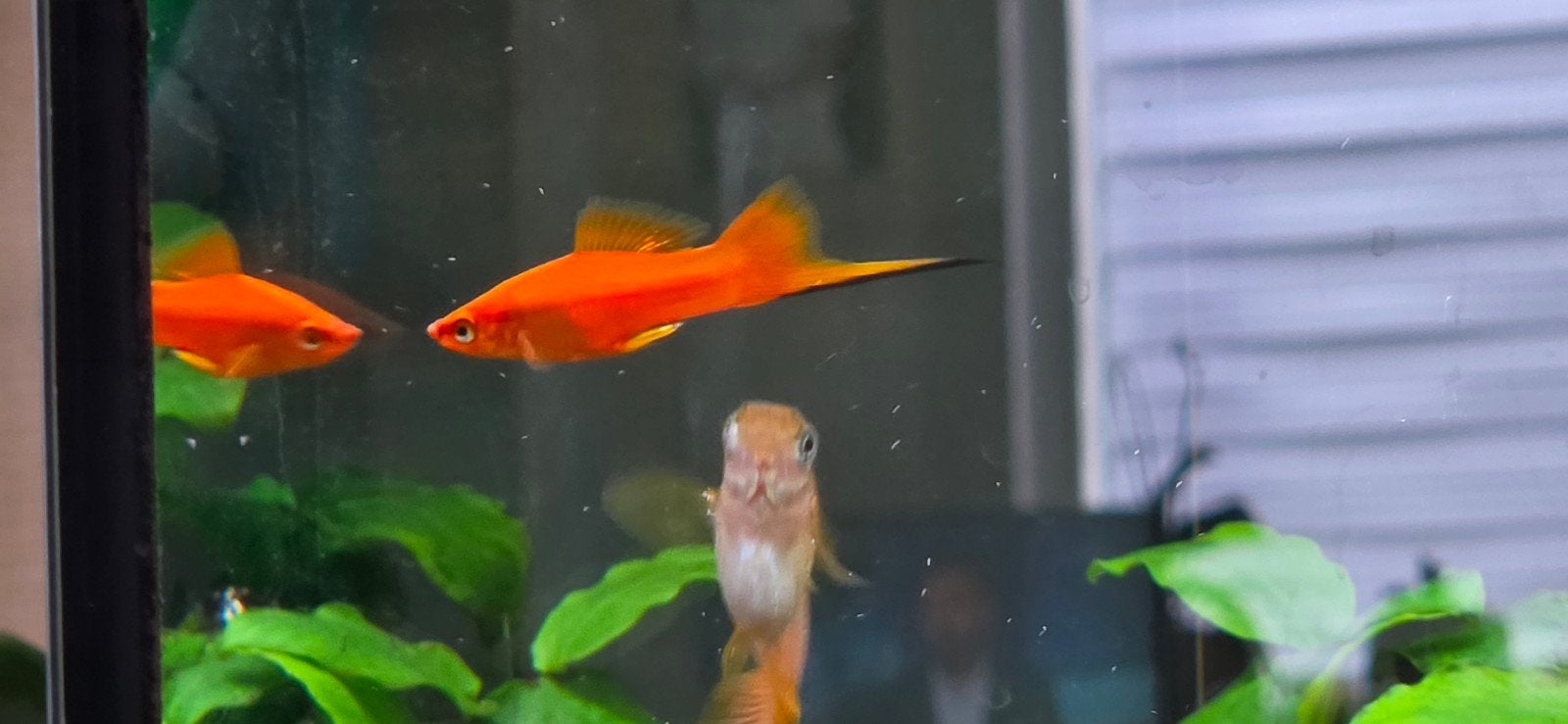 3 zwaarddrager mannen te koop, Vis, Zoetwatervis