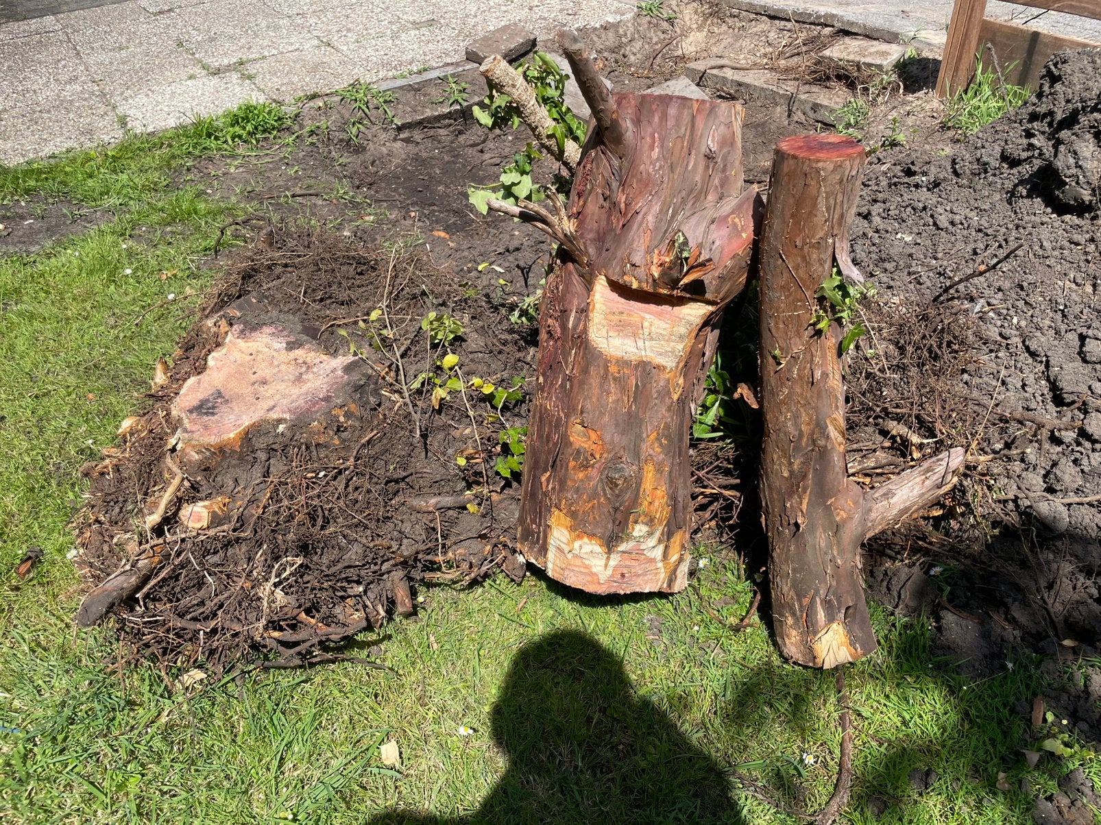 Gratis: Taxus houtstammen 60 cm en wortelkluit, Ophalen, Gebruikt