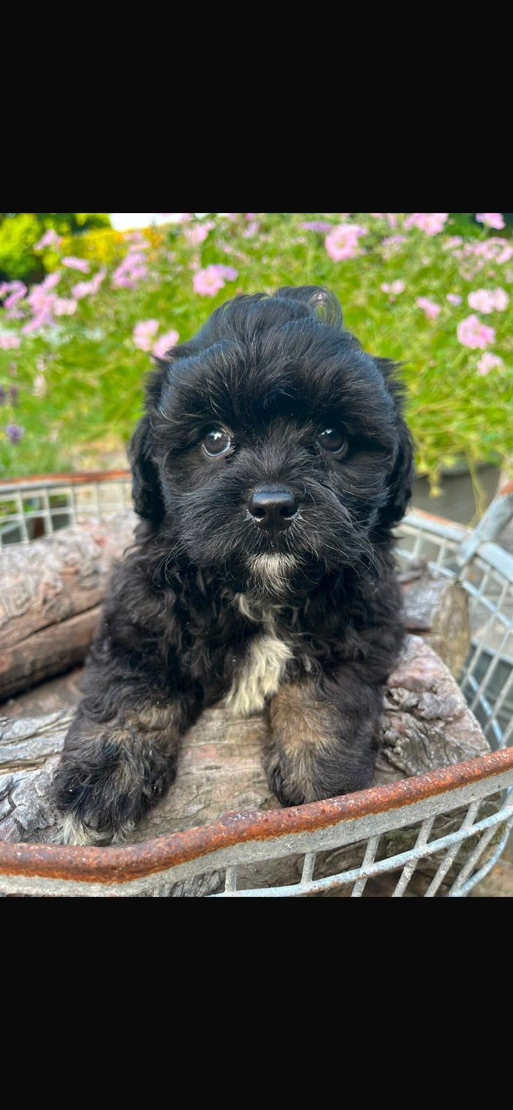 Boomer x Poedel (Boompoo pups) 🐶, Dieren en Toebehoren, Honden | Chihuahua's en Gezelschapshonden, Parvo, Overige rassen, 8 tot 15 weken