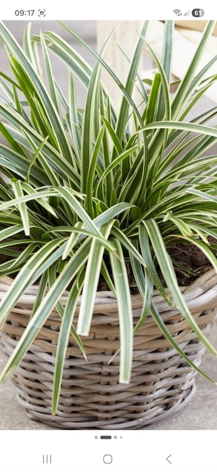 stekjes van de carex ,zegge siergras, Ophalen, Siergrassen, Halfschaduw