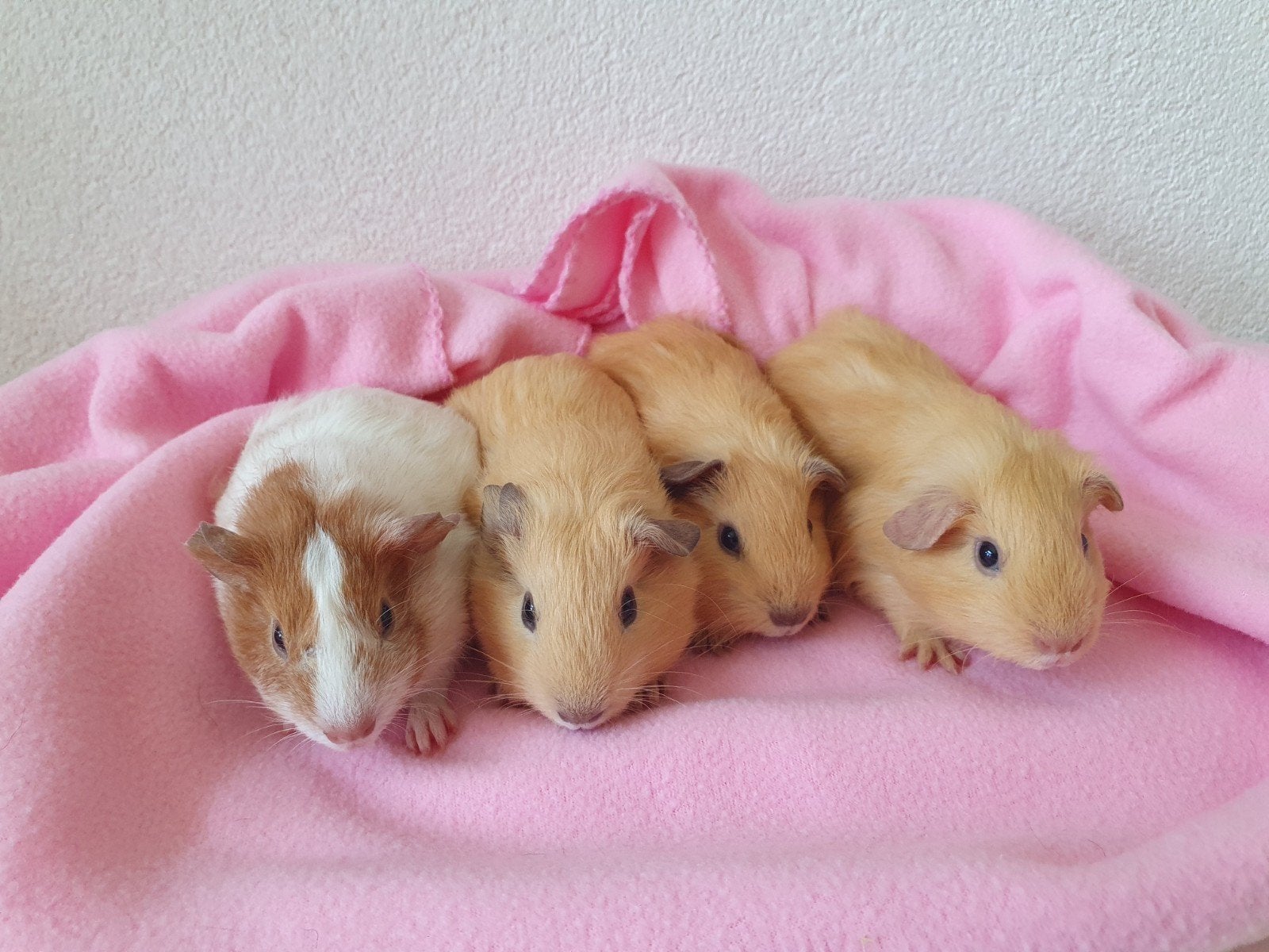 jonge cavia beertjes, broertjes, Dieren en Toebehoren, Knaagdieren, Juni, Mannelijk, Cavia