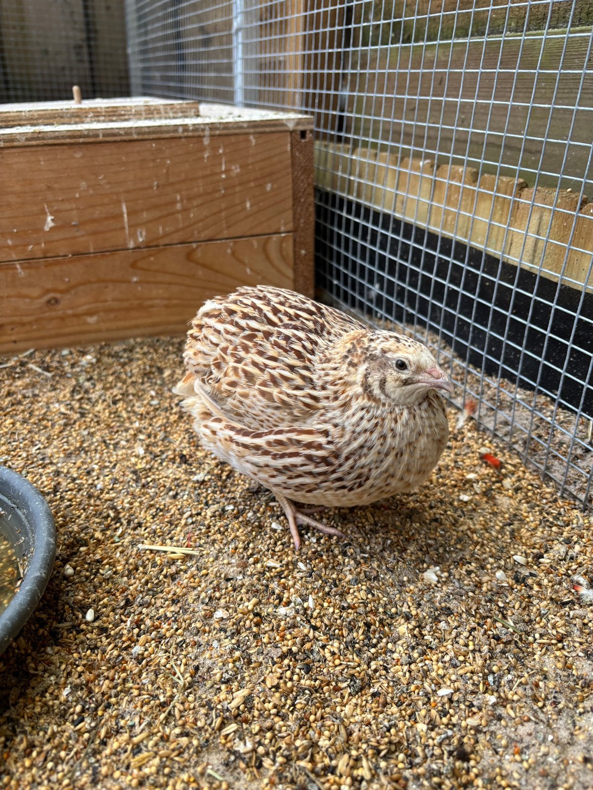 Japanse Kwartel hen in pastel, Dieren en Toebehoren, Vogels | Overige Vogels, Vrouwelijk