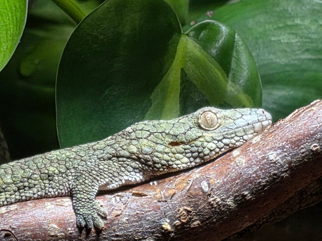 1.1 Eurydactylodes vieillardi bewezen koppel, Hagedis, Tam, 3 tot 6 jaar