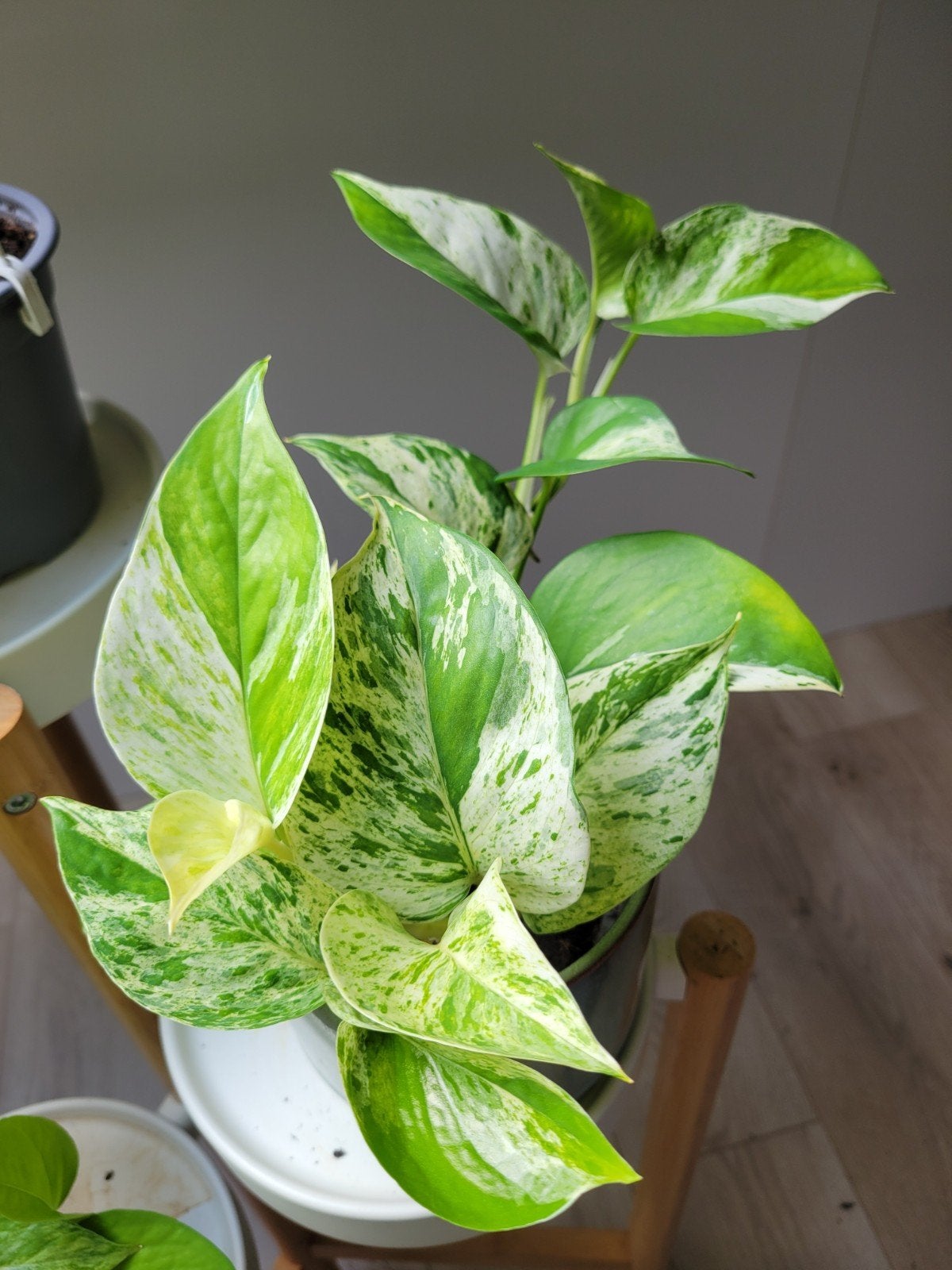 Prachtige Marble Queen Pothos - Epipremnum Aureum, Huis en Inrichting, Kamerplanten, Ophalen