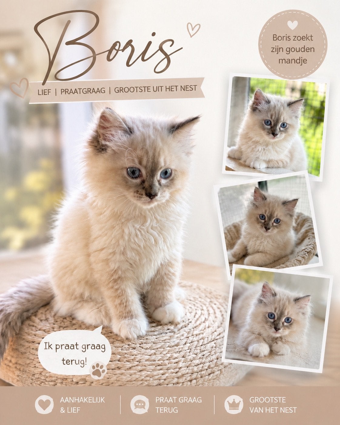 Ragdoll kittens beschikbaar voor adoptie – Greenway Ragdolls, Meerdere dieren, Met stamboom, 0 tot 2 jaar