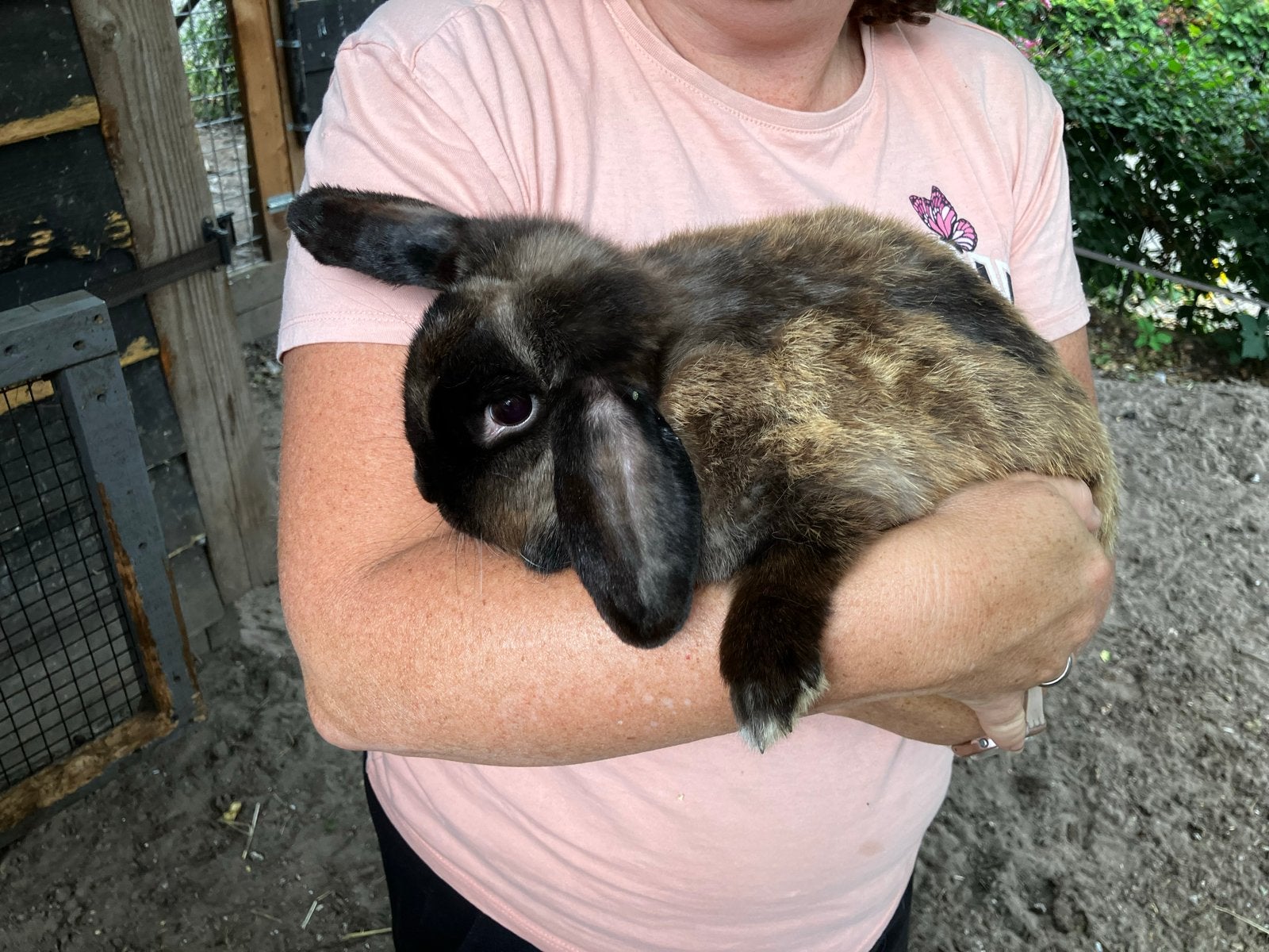 2 lieve hangoortjes. Voedsters, Dieren en Toebehoren, Konijnen, Vrouwelijk