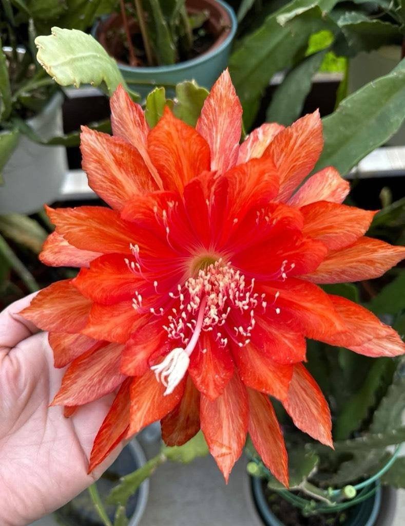 cactus - THREE ORANGES, Ophalen of Verzenden, Cactus, Volle zon, Minder dan 100 cm