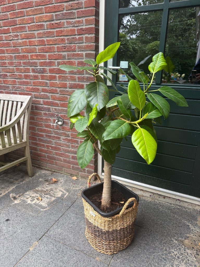 Ficus benghalensis ‘Audrey’, kamerplant, Huis en Inrichting, Ophalen, Gebruikt