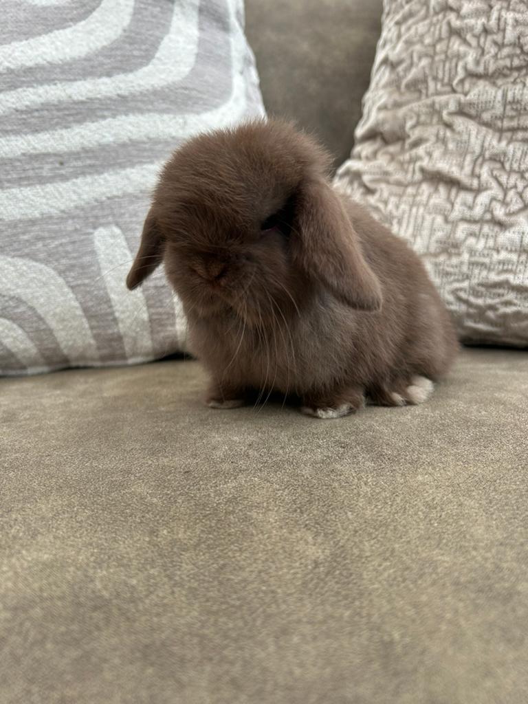Minilop koppeltje hangoor konijntjes, Dieren en Toebehoren, Konijnen, Meerdere dieren, Dwerg, Hangoor, 0 tot 2 jaar