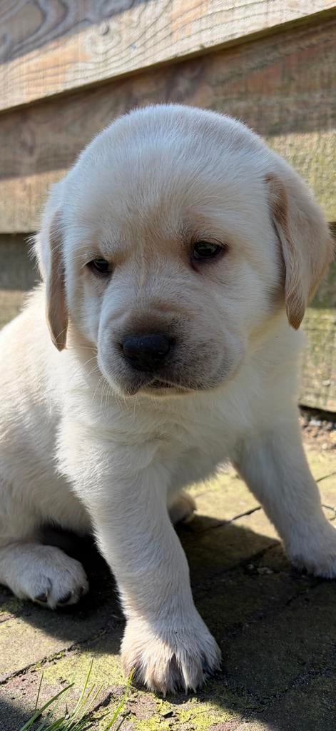 Labrador pups, 8 tot 15 weken, Labrador retriever, Parvo, Meerdere