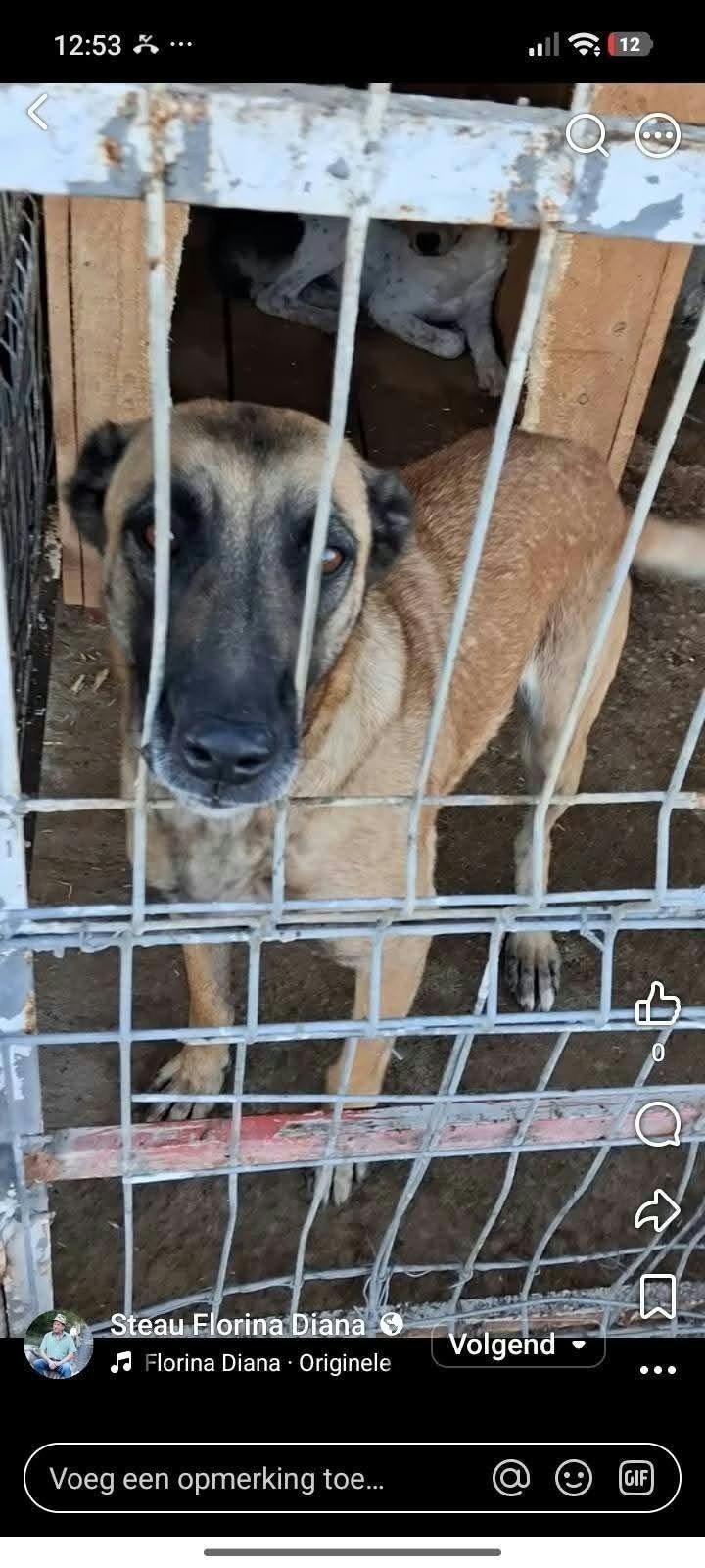Prachtige sociale lieve Mechelse herders ,Malinios herders, Dieren en Toebehoren, Particulier, 1 tot 2 jaar, Buitenland, Meerdere