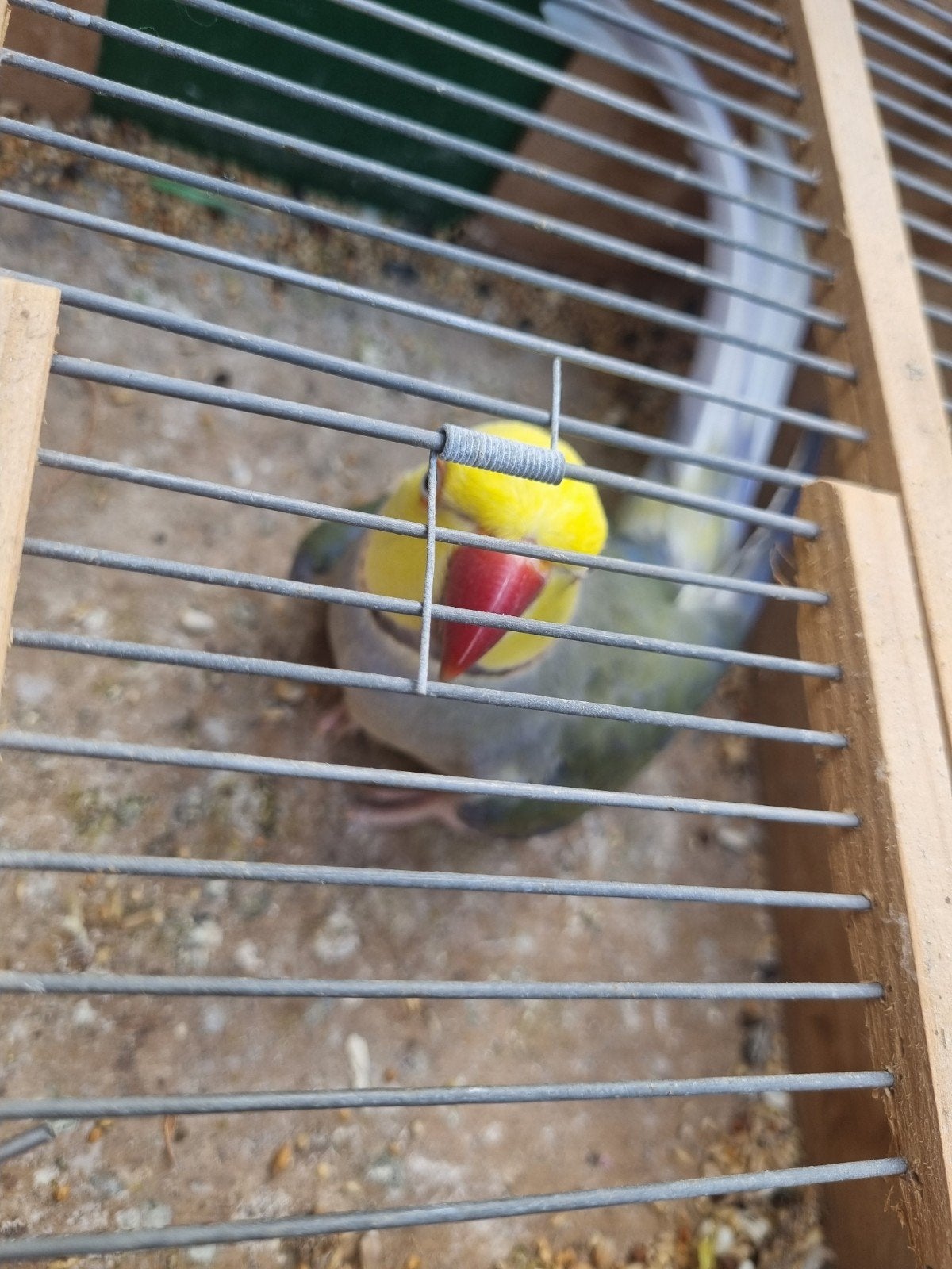 Kweekkoppel halsbanden, Dieren en Toebehoren, Vogels | Parkieten en Papegaaien, Meerdere dieren, Parkiet