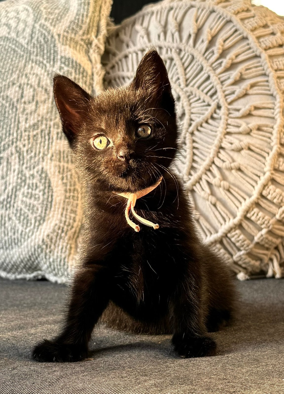 3 lieve zwarte kittens zoeken een liefdevol thuis, Dieren en Toebehoren, Meerdere dieren