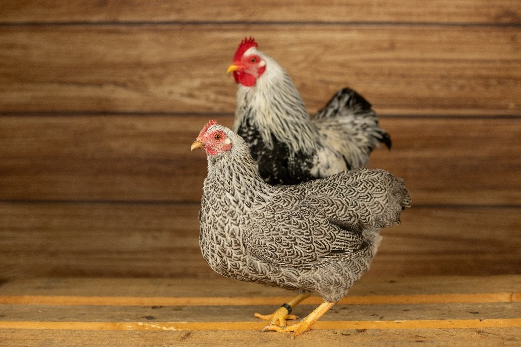 Plymouth rock krielen | Passend advies | kriel kippen, Vrouwelijk, Kip