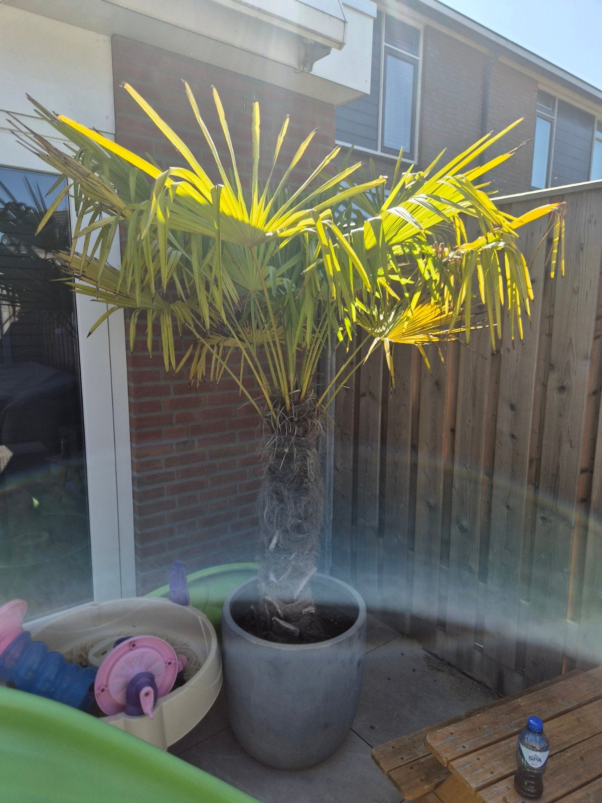 palmboom met pot, Tuin en Terras, Bloeit niet, 100 tot 250 cm, Palmboom, Ophalen