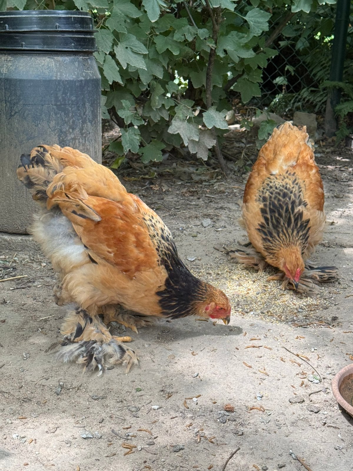 Prachtige jonge Brahma haantjes (Buff Columbia), Dieren en Toebehoren, Pluimvee, Meerdere dieren, Kip