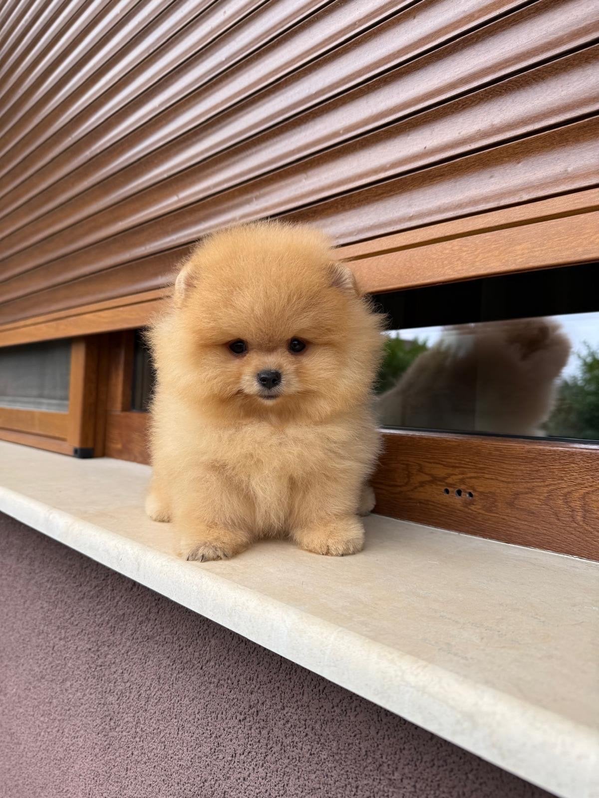 Pomeranian pups, Dieren en Toebehoren, Honden | Poolhonden, Keeshonden en Oertypen, 8 tot 15 weken, Buitenland, Parvo, Meerdere