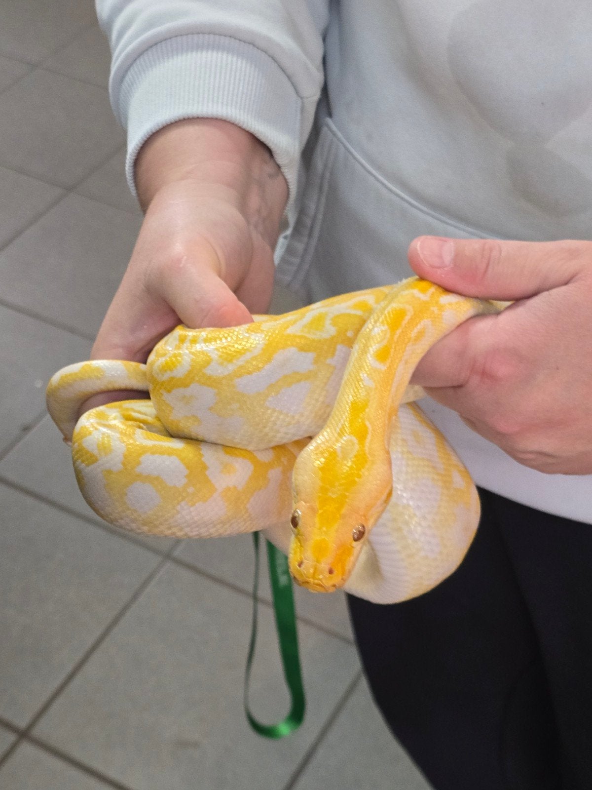 Prachtige Labyrinth tijgerpython (Python bivittatus), Slang, 0 tot 2 jaar