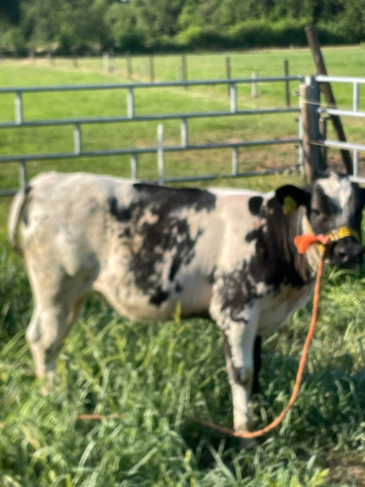 Vaarskalf, Dieren en Toebehoren, Vrouwelijk, Schaap, 0 tot 2 jaar