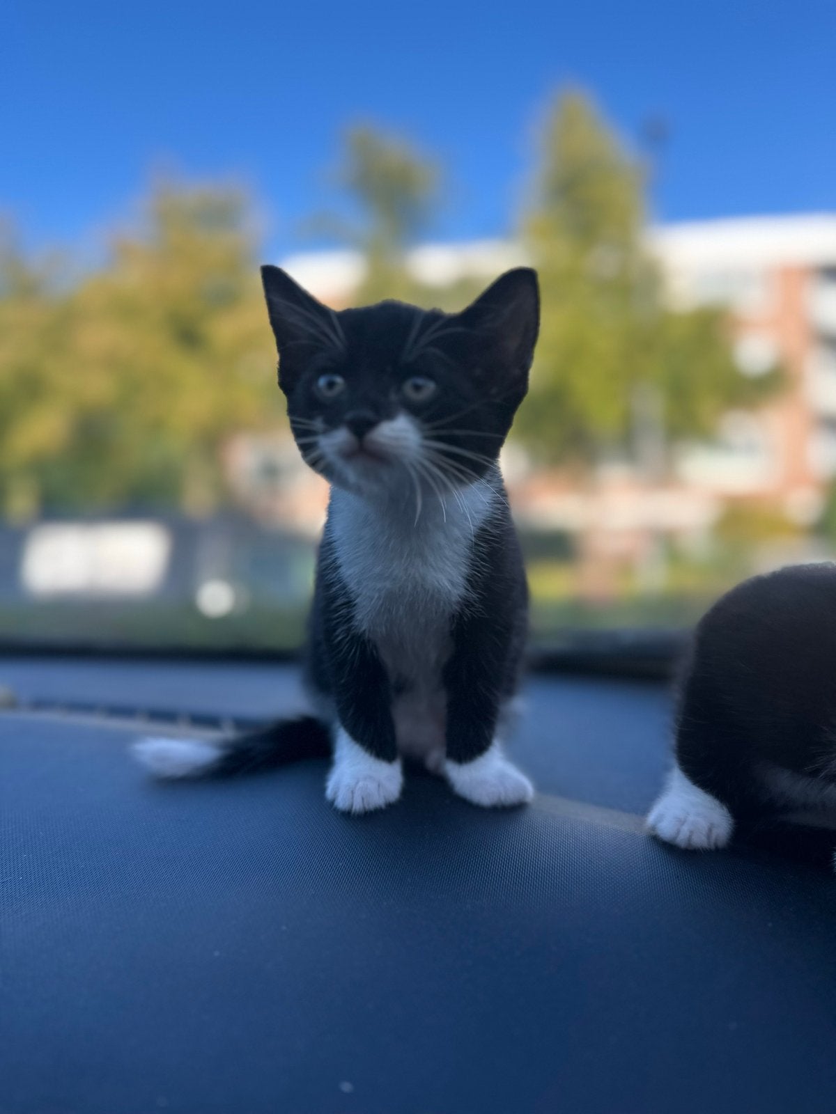 Kitten mannetje, Dieren en Toebehoren, Katten en Kittens | Overige Katten, Kater