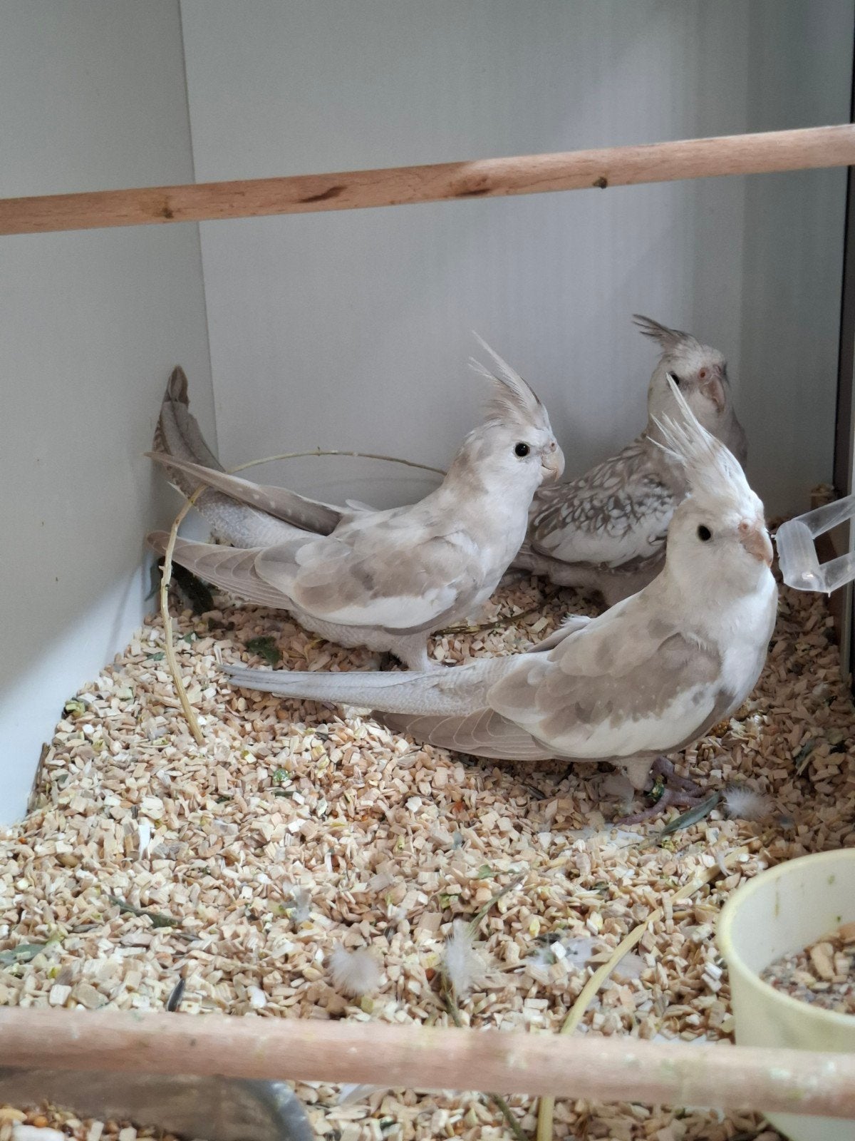 jonge valkparkieten gezoomd, Dieren en Toebehoren, Vogels | Overige Vogels, Meerdere dieren, Geringd