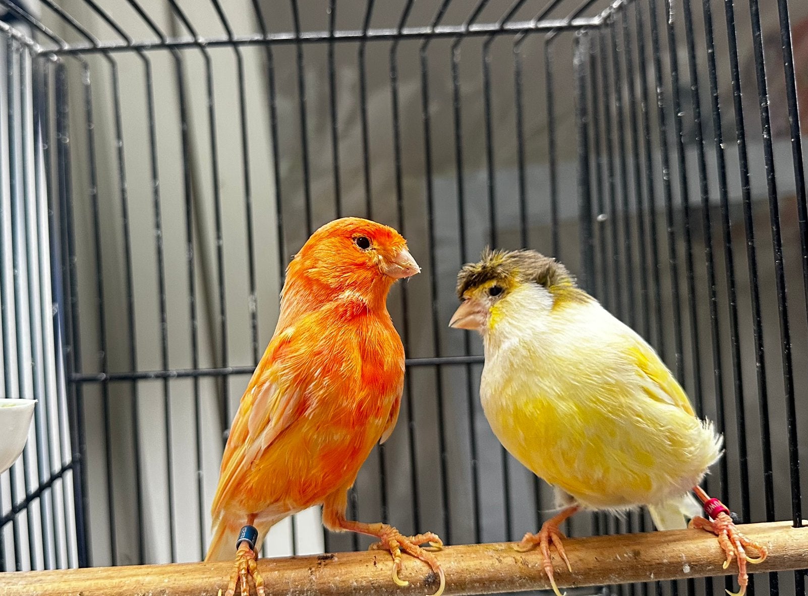 Koppel Kanarie, Meerdere dieren, Kleurkanarie