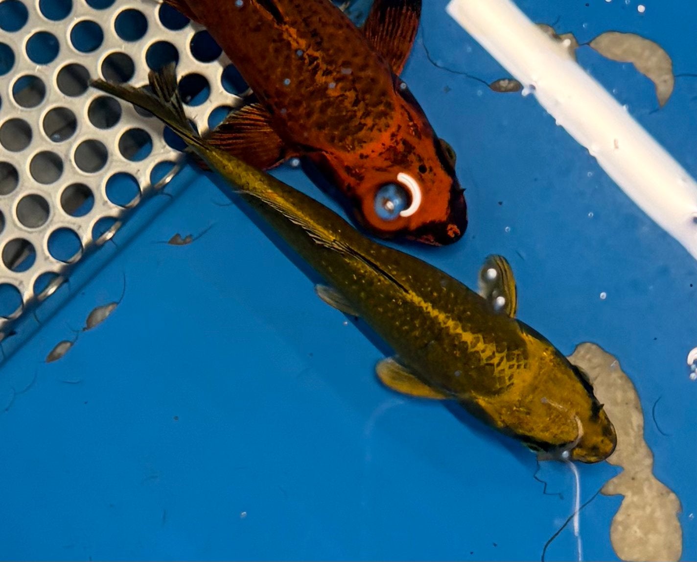 Ki Matsuba | Japanse Koi, Karper of Koi