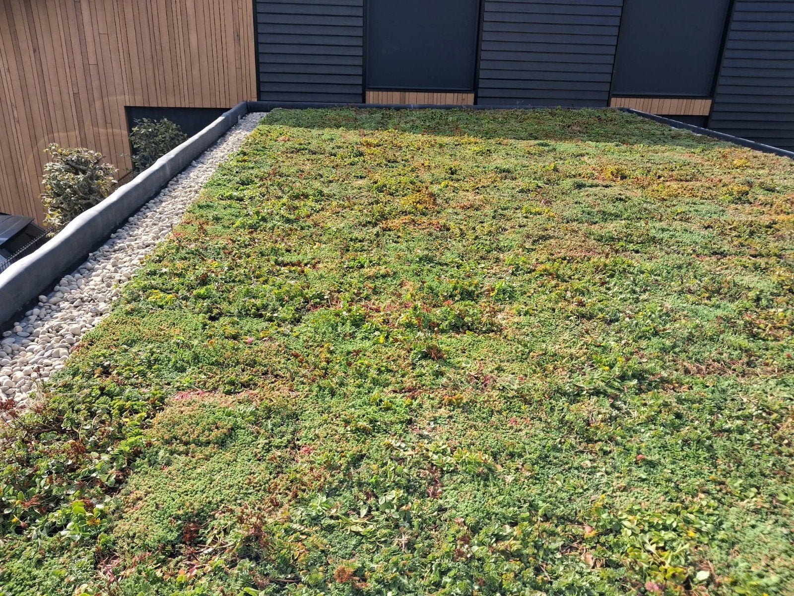 Sedum met waterbuffer voor groendak, Ophalen, Bodembedekkers, Volle zon, Vaste plant