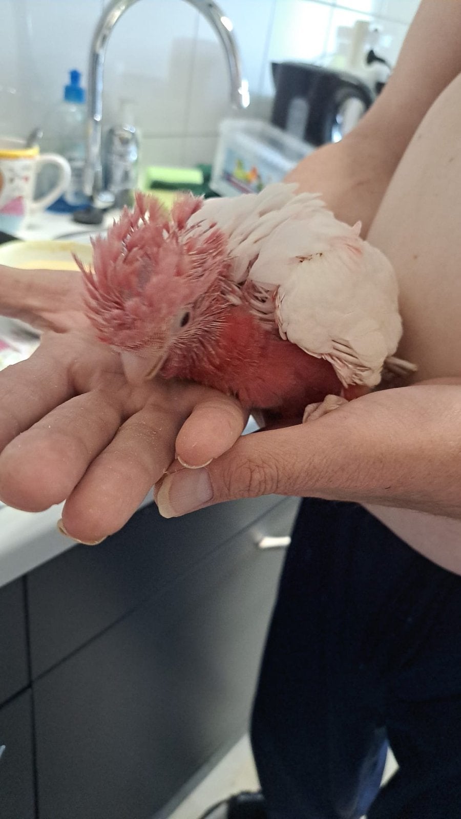 Rose kaketoe baby’s super tam, Meerdere dieren, Papegaai, Pratend