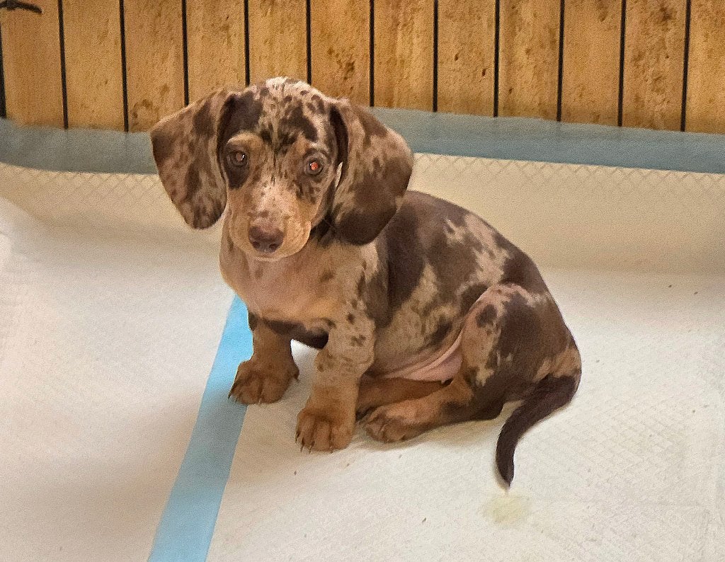 Teckel teefje choco tijger&tan, Dieren en Toebehoren, Honden | Teckels en Dashonden, Parvo, 8 tot 15 weken, Korthaar, Teef