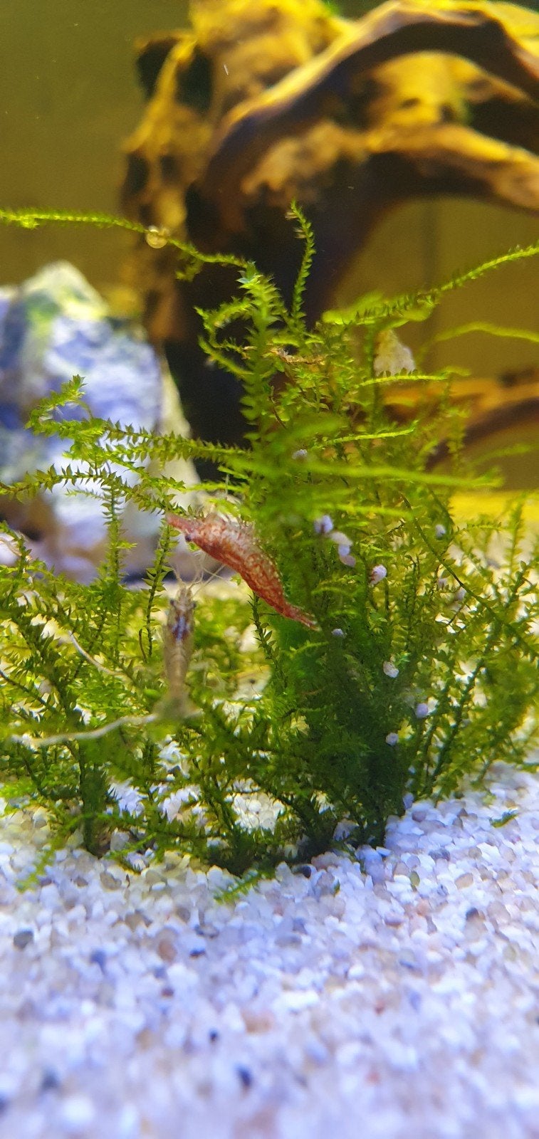 garnalen allerlei kleuren, Dieren en Toebehoren, Vissen | Aquariumvissen, Kreeft, Krab of Garnaal