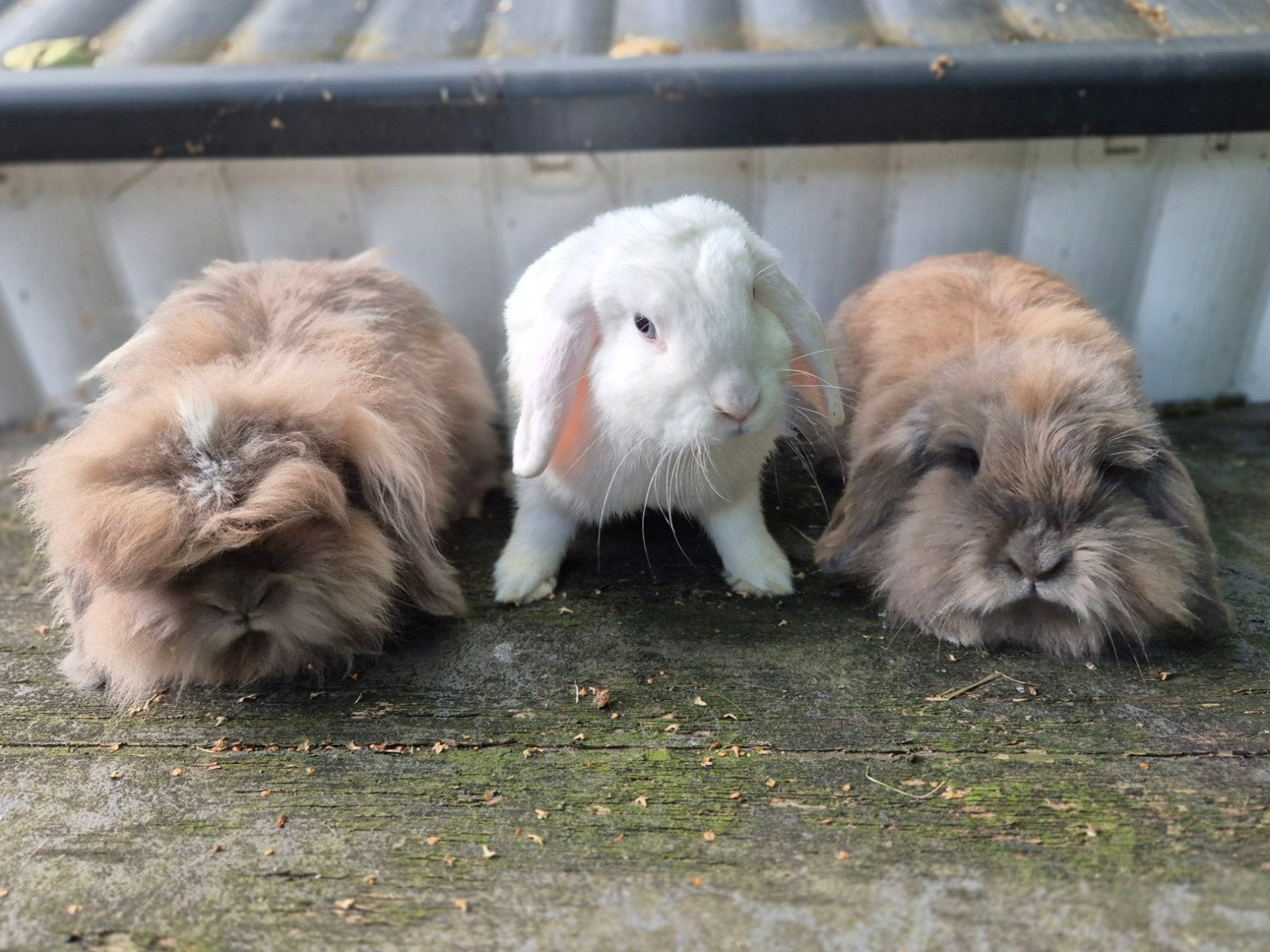 Ontzettend lief groepje van 3 hangoor konijnen uit opvang, Meerdere dieren, Klein, Hangoor, 0 tot 2 jaar