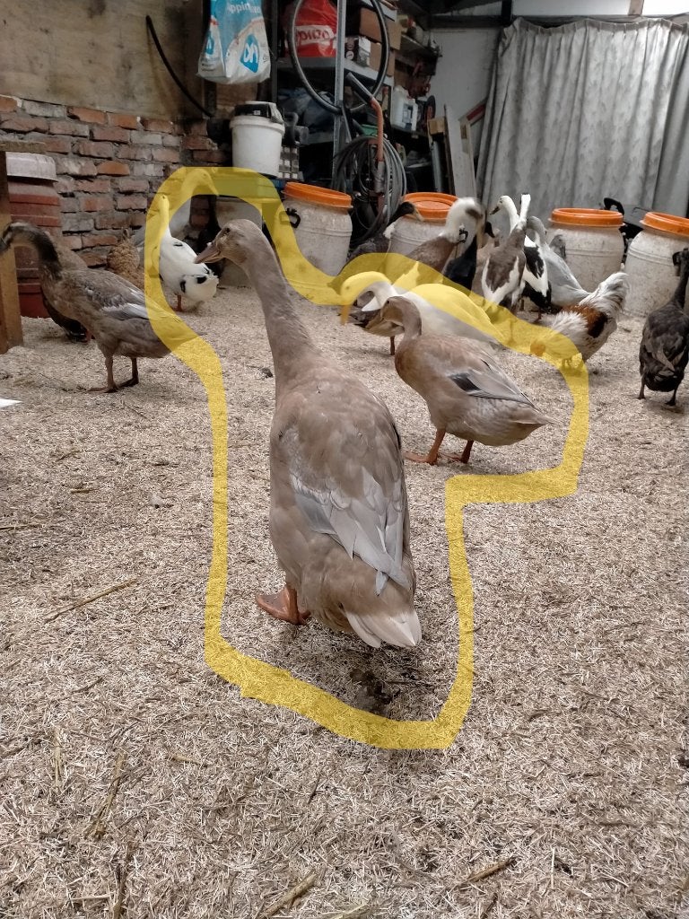 loopeenden, trio, 1woerd met 2 dames (2x) 1 dame met kuifje, Dieren en Toebehoren, Meerdere dieren, Eend