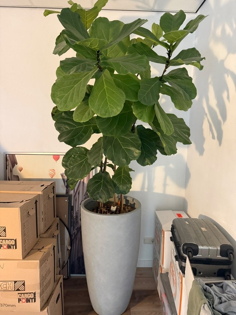 Kamerplant met pot, ficus, Huis en Inrichting, Ophalen, Ficus, 100 tot 150 cm, Halfschaduw