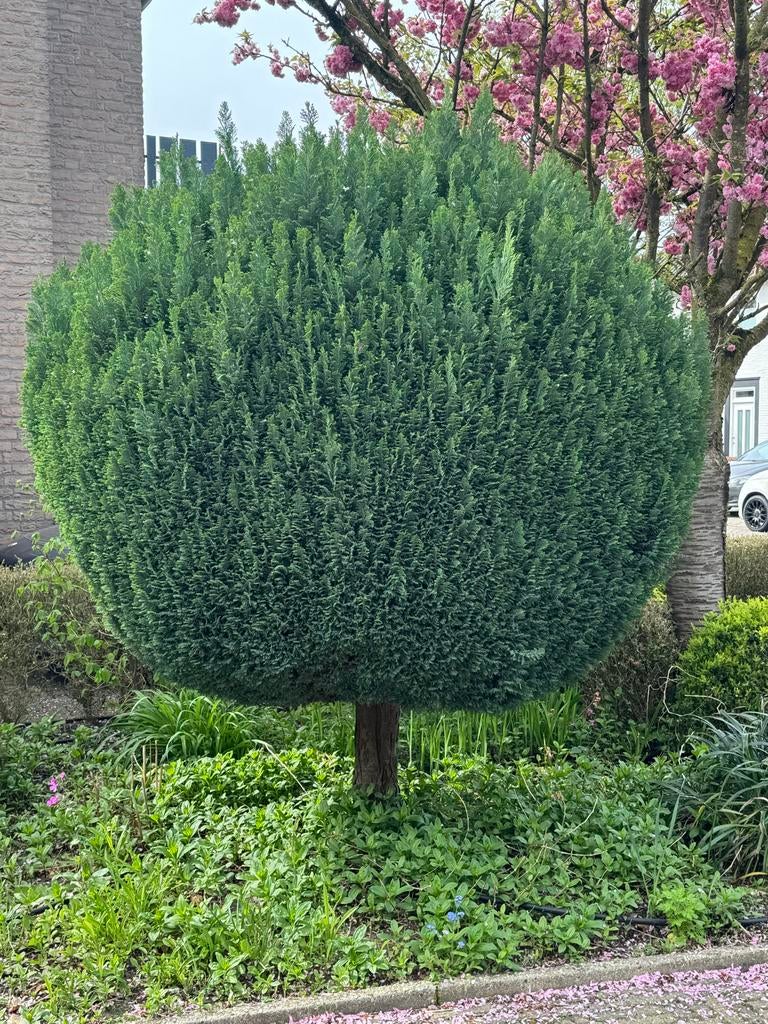 Bolvormige conifeer, Volle zon, Vaste plant, Bloeit niet, Ophalen
