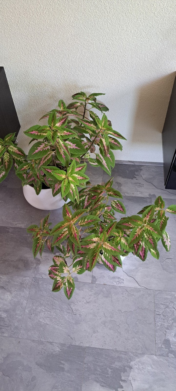 Coleus stekken (siernetel). Mooie kleurtinten.
Per stek 4 eu, Bloeiende kamerplant, Ophalen of Verzenden, Halfschaduw, Minder dan 100 cm