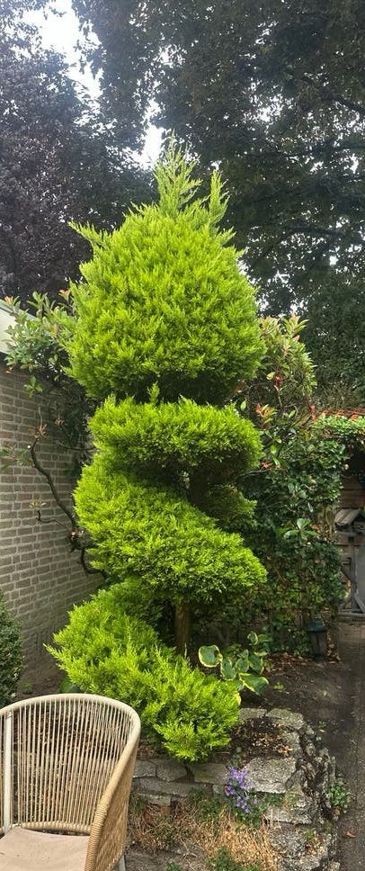 Sierlijke spiraalvormige conifeer, Volle zon, Vaste plant, Bloeit niet, Ophalen