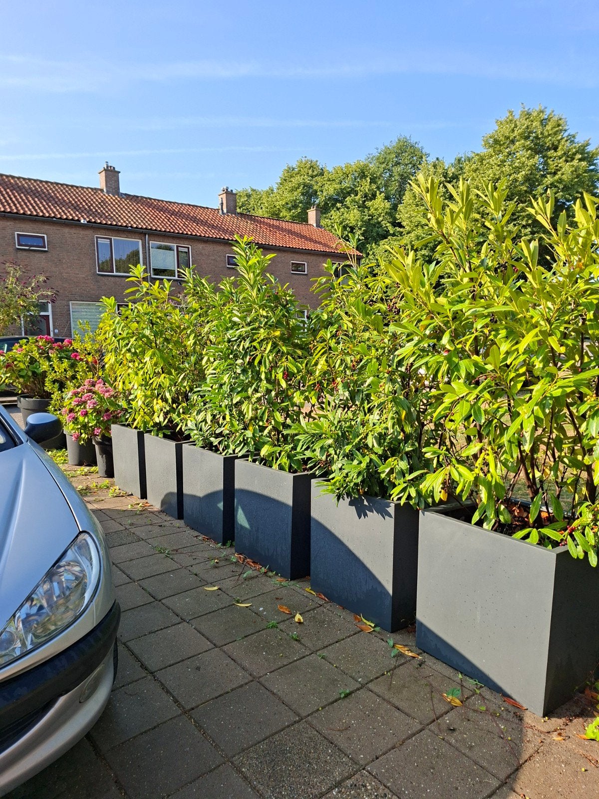 plantenbakken 8x, Tuin en Terras, Planten | Bomen, Ophalen, Volle zon, Overige soorten, Minder dan 100 cm