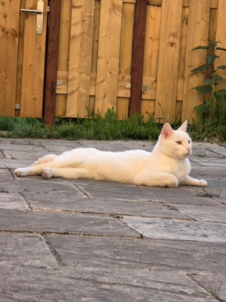 Nieuw huisje gezocht witte kat, Dieren en Toebehoren, Katten en Kittens | Overige Katten, Kater, Kortharig, 3 tot 5 jaar